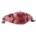 cranberry